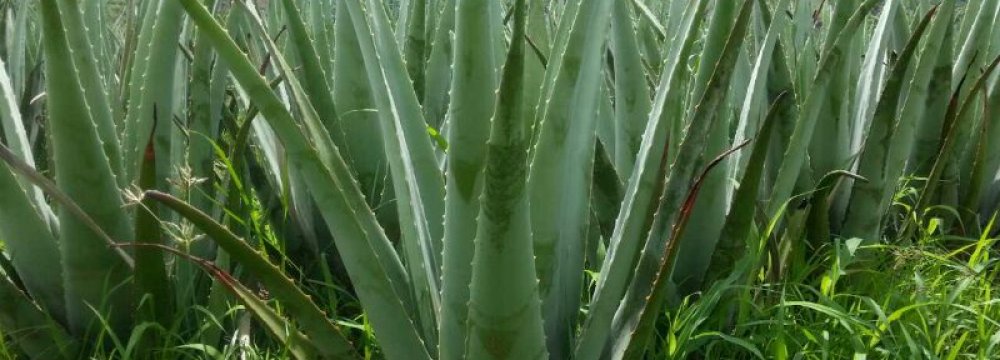 Aloe Vera, the New Farm Crop