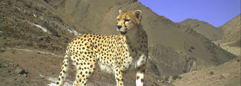 Asiatic Cheetah Wins BBC Photo Contest