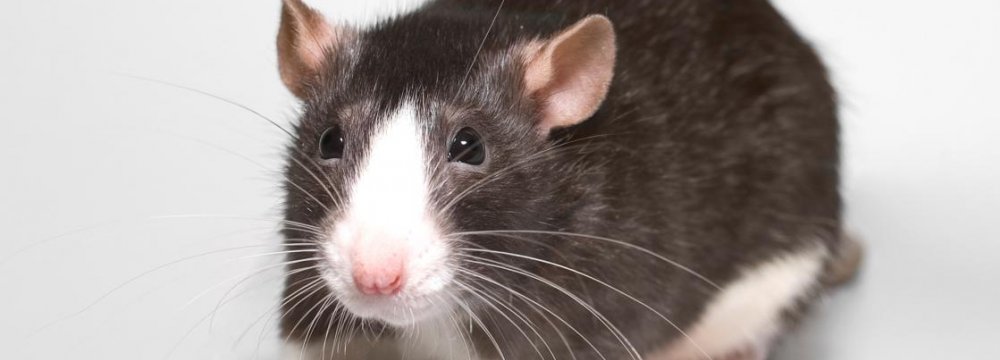 Blind Rats ‘See’ Again With Compass Implant