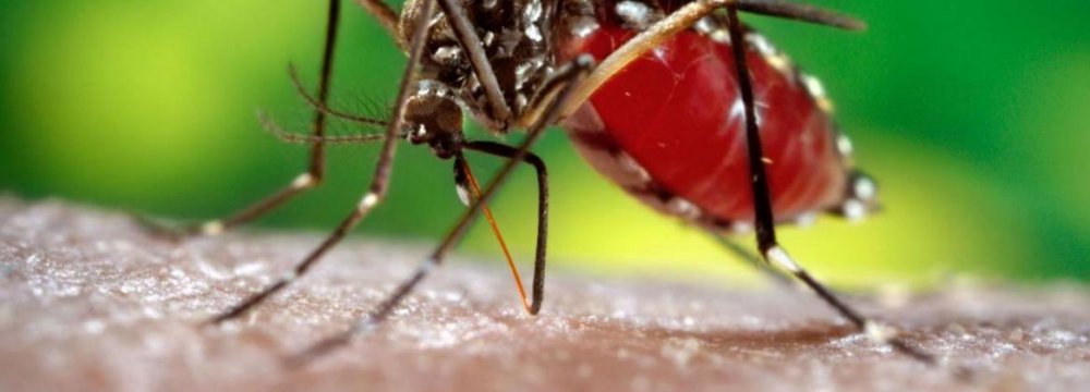 Taiwan Battles Dengue Outbreak