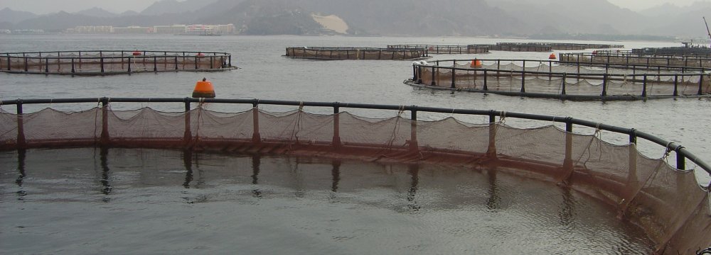 Iran Can Produce 900,000 Tons of Caged Fish