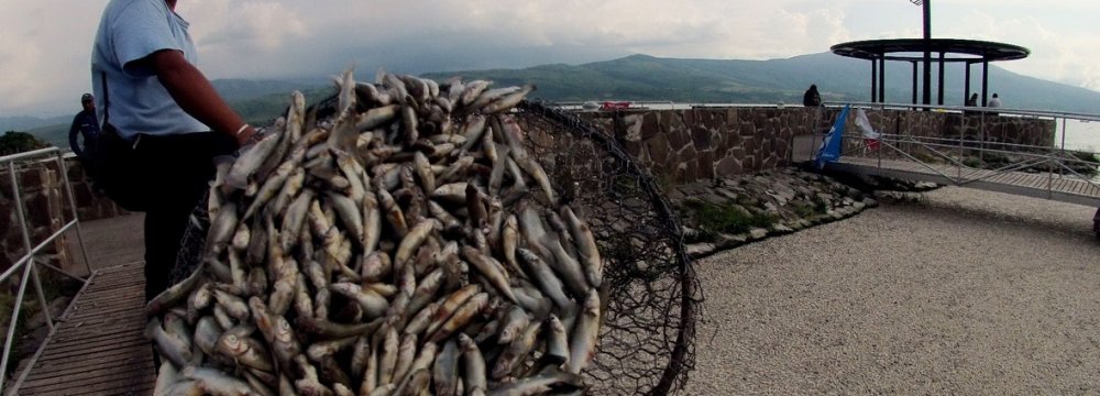 248 Tons of Fish Catch