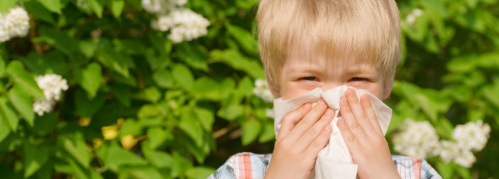 Hay Fever Leads to Asthma 