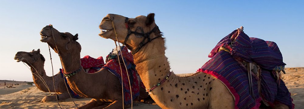 Man in Germany Dies of MERS