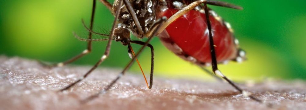 Drug-Resistant Malaria Parasite