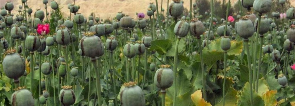 Poppy Fields Destroyed  in Chaharmahal