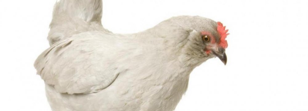 Poultry Consumption