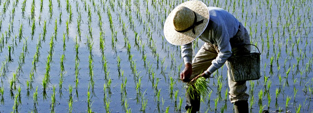 Rice Policy, Price Questioned