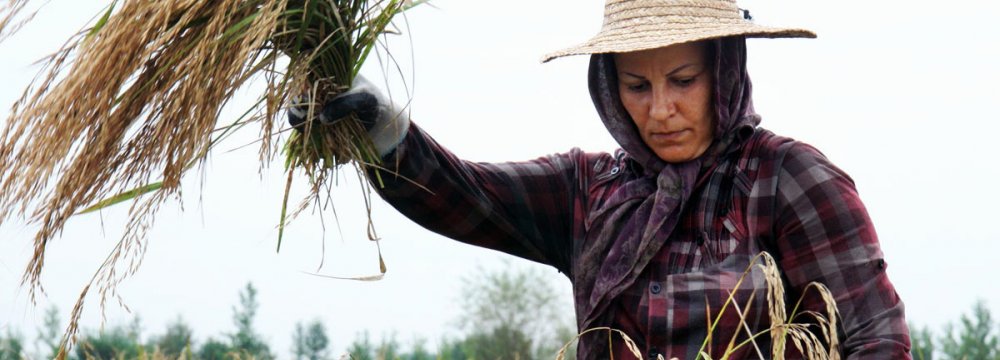 Rural Women’s Intangible  Role in Agriculture Economy