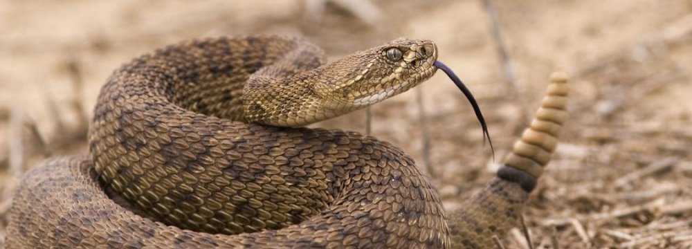 Costly Selfie With Rattlesnake