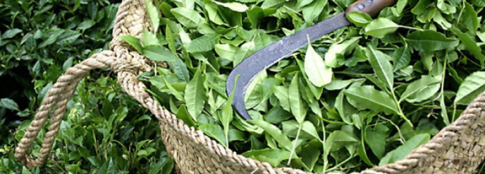 Tea Harvesting 