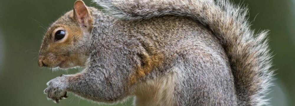New Squirrel Virus Kills 3 Germans