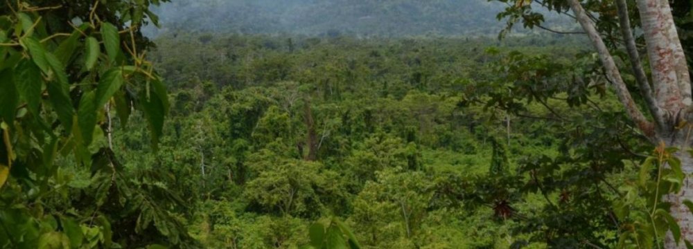 Half of Amazon Tree Species Endangered