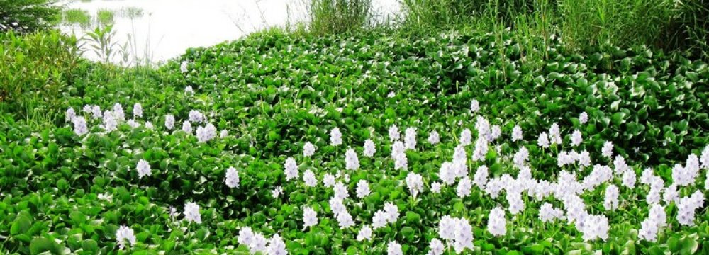 Invasive Plants Threaten Anzali Wetland