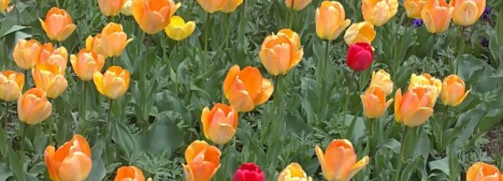 Annual Asara Tulip Festival in Late April