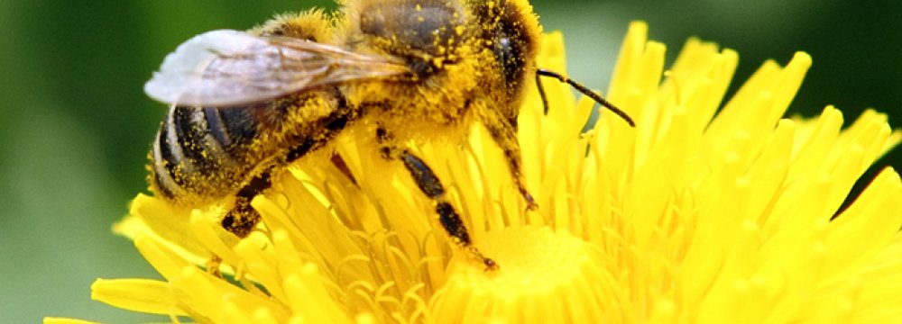 Bee Population Decline Linked to Aluminum Exposure