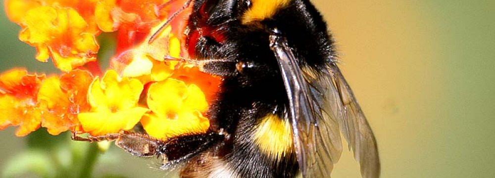 Bumble Bee Decline Linked to Climate Change