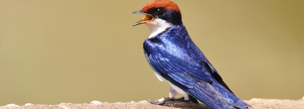 New Bird Species Spotted in Golestan