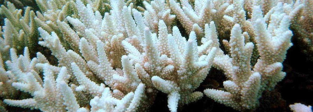 3rd Biggest Coral Bleaching Underway