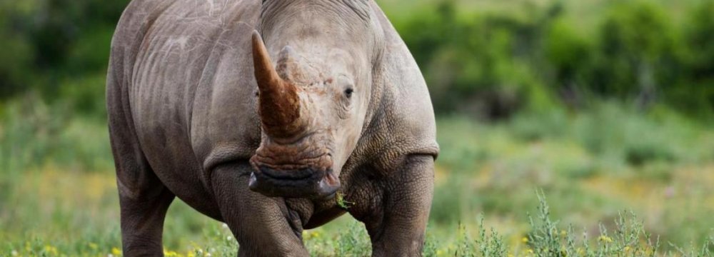 Possible Drop in Rhino Poaching