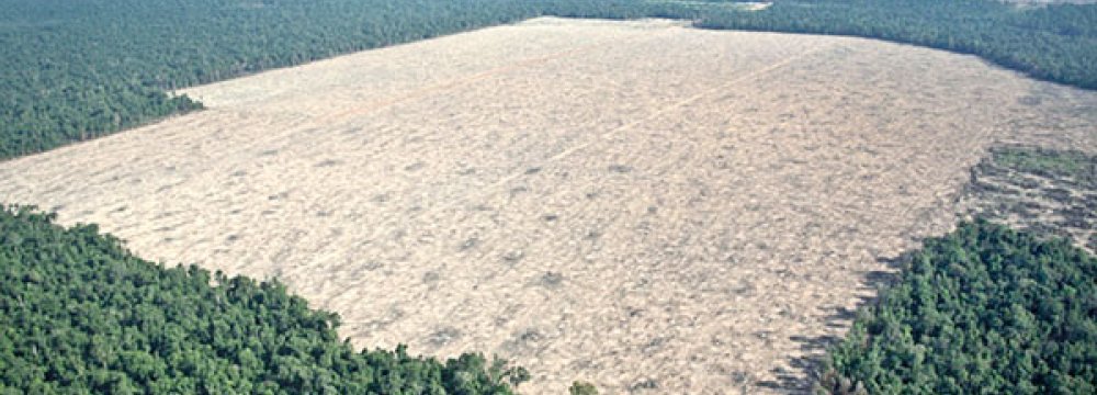 Deforestation Rate Alarming