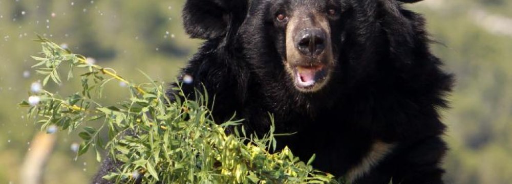 Asian Black Bear’s Habitat to Be Protected