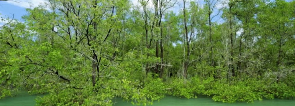 Rice, Palm Demand Drive Deforestation