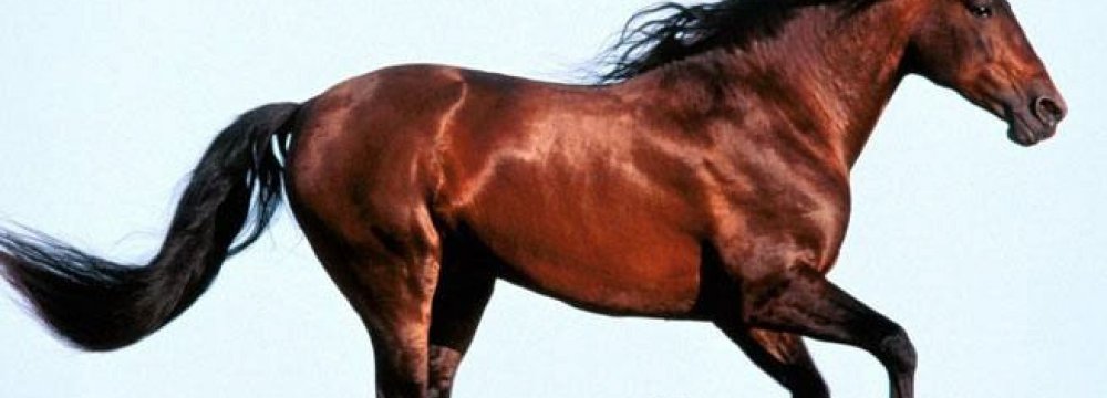 Mapping Turkoman Horse Genome