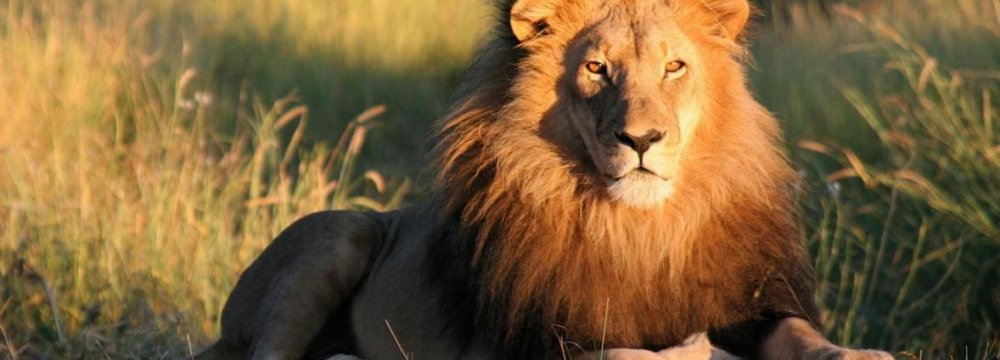 Kenyan Lions on the Loose