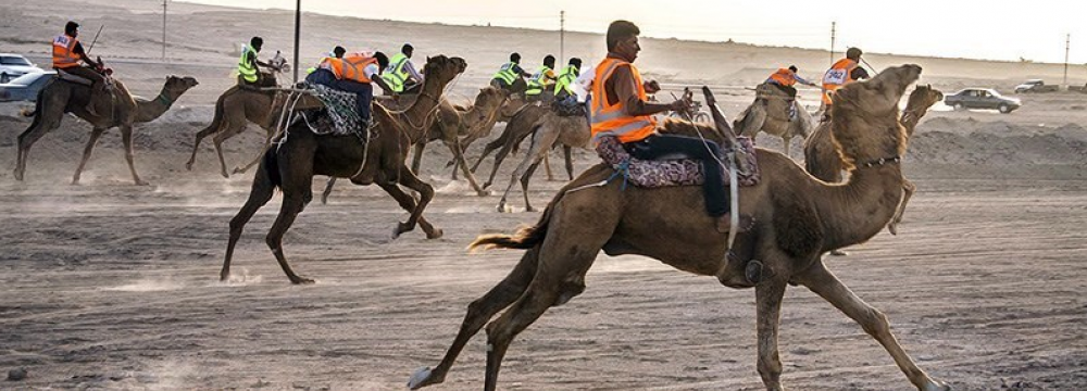 Qeshm to Rival Emirates in Camel Racing