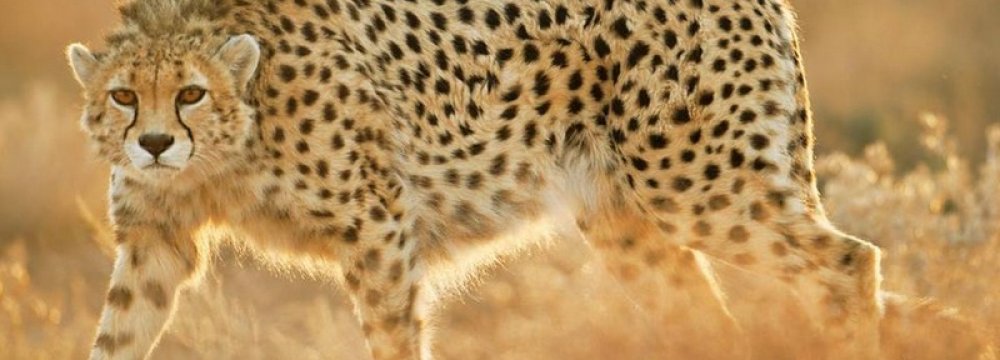 Asiatic Cheetah Beaten to Death