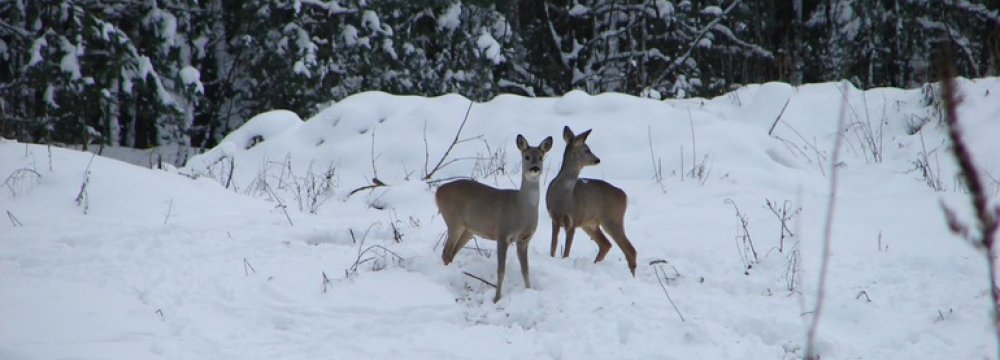 Wildlife Thriving in Chernobyl Exclusion Zone