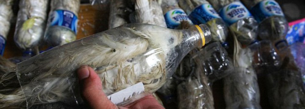 Smuggler Caught Stuffing Endangered Cockatoos in Plastic Bottles