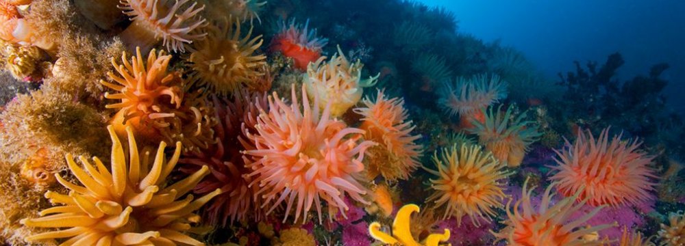 Corals May Be Adapting to Climate Change