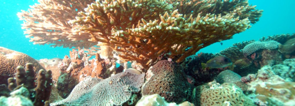 Qeshm Corals Losing Battle to Global Warming