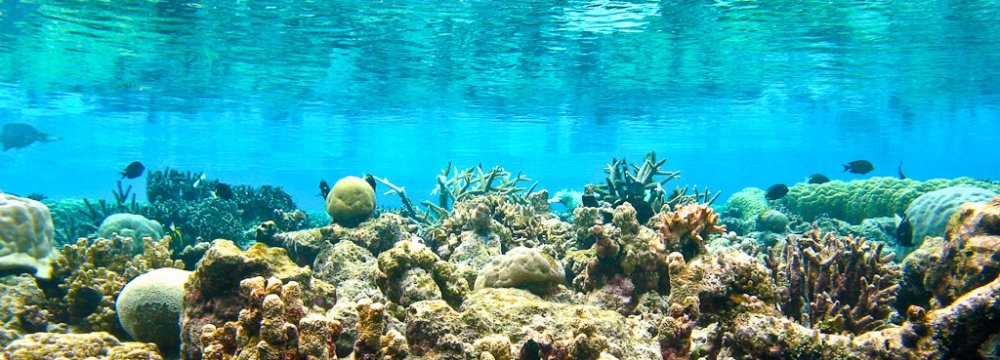 New Corals Discovered Using Math Models