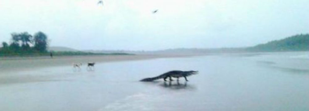 Goa Crocodile Controversy Blamed on Rivals