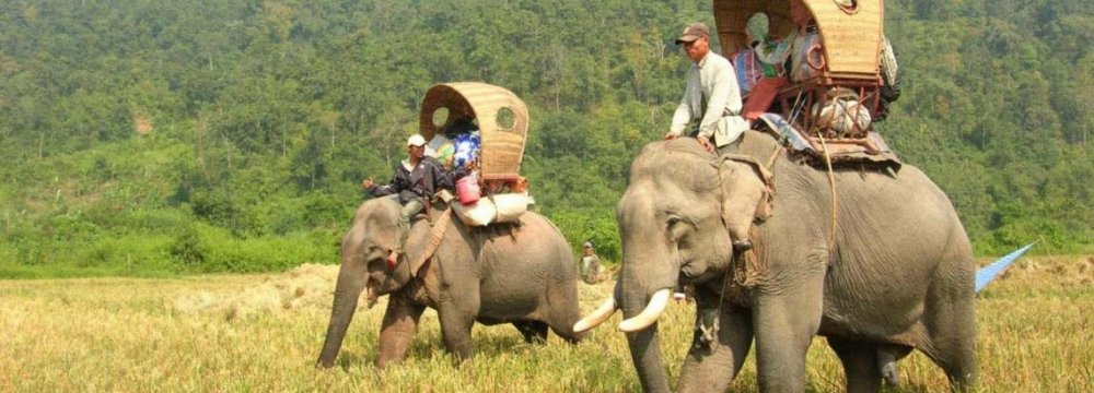 Travel Industry Urged to Fight Animal Cruelty