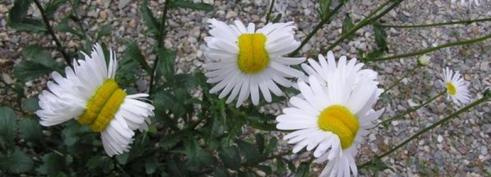 Deformed Daisies Spotted in Fukushima