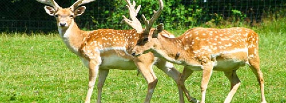Persian Fallow Deer Population Up 20%