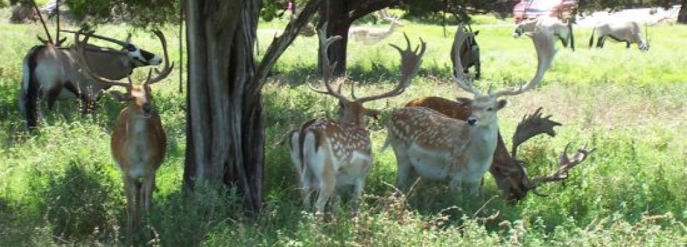 Persian Fallow Deer Forced to Find New Home