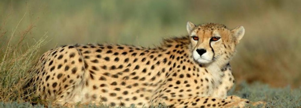 Drone Use for Cheetah Census