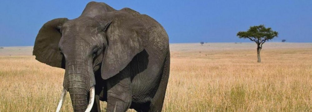 Elephant Poaching Hotspots Identified