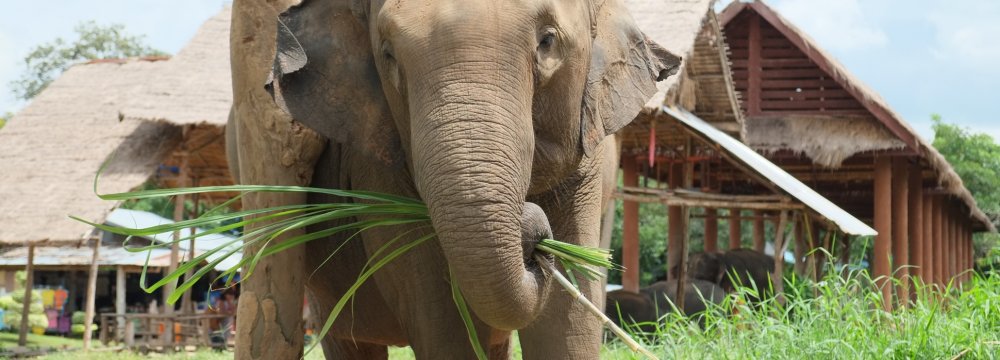 British Tourist Killed by Thai Elephant