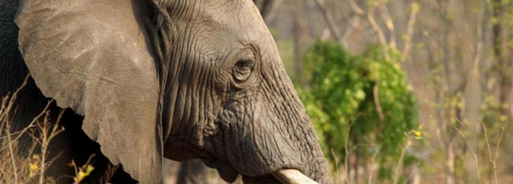 German Tourist Kills Biggest African Elephant