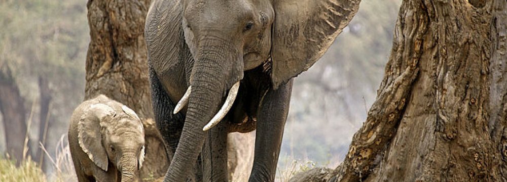 Zimbabwe Selling Elephants to China 