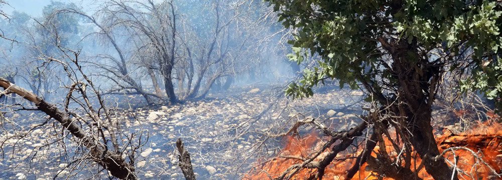 Summer Months Herald Frequent Forest Fires
