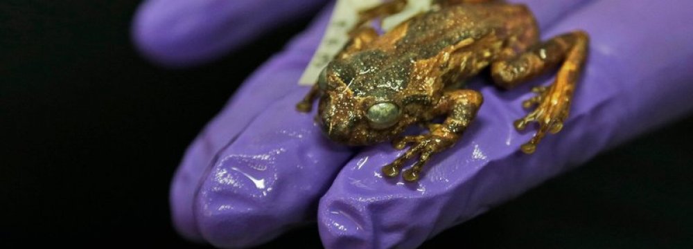 Century-Old Tree Frog Rediscovered in India