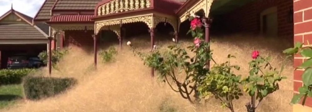 ‘Hairy Panic’ Weeds Terrorize Small Australian Town