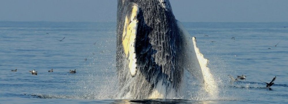 Humpback Whale Comeback “Symbol of Hope’”